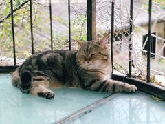 -喵屿·大理花园猫咖