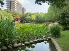 -陈家山荷花公园