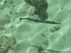 -明记烧鱼美味店