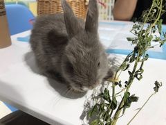 -RU DUCK柯尔鸭公社·撸鸭俱乐部·羊驼·小香猪