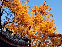 -颐和园