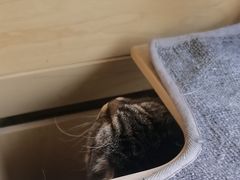 -伟伟宠物医院·瑞派猫友好医院·猫科(光谷店)
