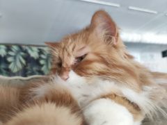 -平行世界·猫咖(首经贸店)