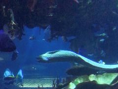 -迪拜帆船酒店海底餐厅