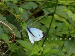 -白鹭湾湿地公园