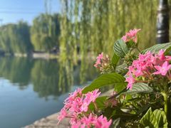-百花洲