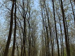 -合肥滨湖国家森林公园