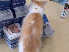 -瑞鹏宠物医院·骨科·猫科·内科(第一中心)