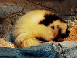 -Zoolung Zoolung动物主题公园(海信广场店)