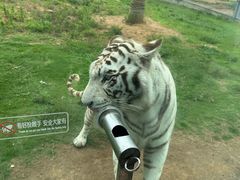 -西霞口神雕山野生动物世界