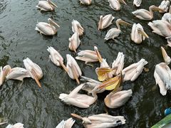 -广州长隆飞鸟乐园