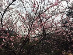 -木兰云雾山
