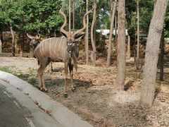 -清迈夜间动物园