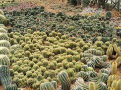 -深圳仙湖植物园