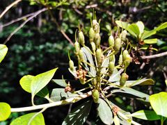-黑龙江省森林植物园