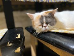 -平行世界·猫咖(首经贸店)