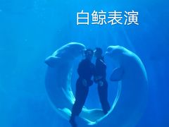 -多彩贵州城极地海洋世界