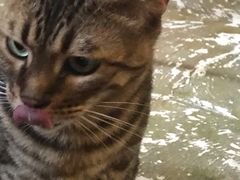 -猫猫幼稚园·撸猫·桌游·电玩