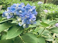 -黄海国家森林公园