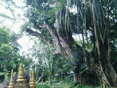 android_upload_pic-瑞丽独树成林风景区