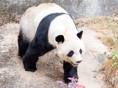 -泉州海丝野生动物世界