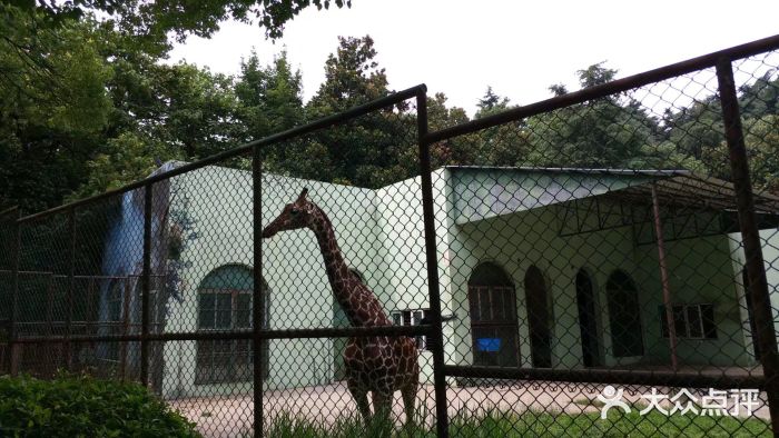 南京市紅山森林動物園圖片