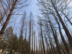 -白水寺森林公园