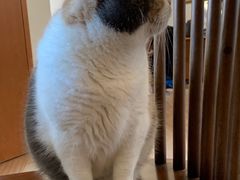 -有猫主题·治愈系猫咖(曾厝垵店)