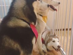 -Husky Go! 哈士奇体验馆·宠物咖啡厅狗咖