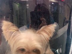 -申普宠物医院·心脏介入·心血管微创(总院)