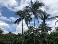 -中国科学院西双版纳热带植物园