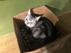 -猫猫幼稚园·撸猫·桌游·电玩