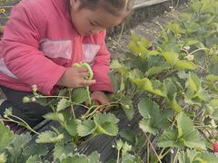 -喜杨洋草莓采摘园