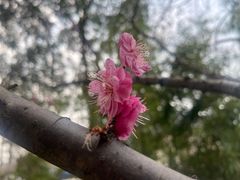 -无锡梅园公园