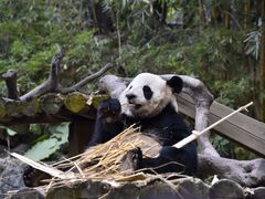 -广州长隆野生动物世界