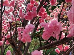 -天适樱花悠乐园