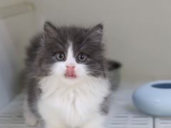 -lincat·猫舍(广州店)