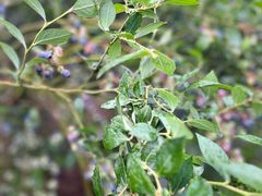 -金谷域澳洲庄园