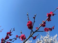 -香雪海