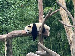 -卧龙中华大熊猫苑神树坪基地
