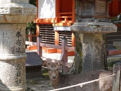 -奈良公园
