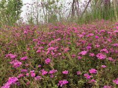 -三圣花乡旅游区