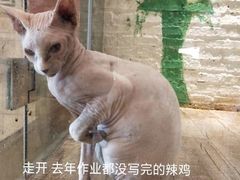 -猫爷宠物生活馆·撸猫馆