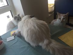 -鼓捣猫呢主题猫咖店