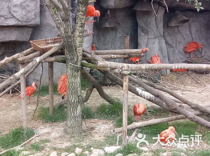 上海野生動物園-圖片-上海周邊遊-大眾點評網