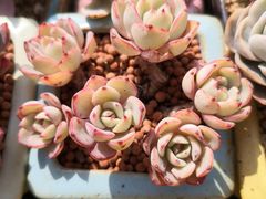 -眞宗·椰汁是大王(小娄巷店)