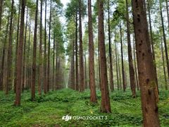 -黄海国家森林公园