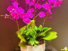 -双季花艺园艺市场(浦东店)