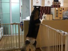 -Husky Go! 哈士奇体验馆·宠物咖啡厅狗咖