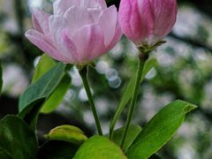 -海棠花溪(元大都城垣遗址公园)